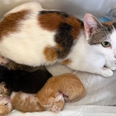 生後8ヶ月の三毛ママ＆子猫5匹(3/7生)