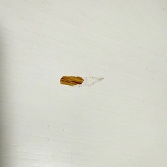 折りたたみローテーブルの画像