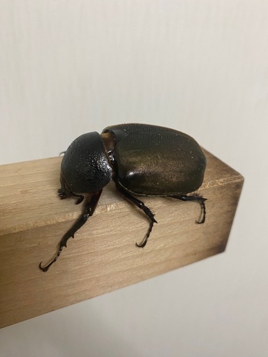 特大タイリクコーカサスオオカブトペア♂B品羽パカ