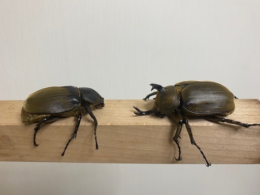 アヌビスゾウカブトペア①