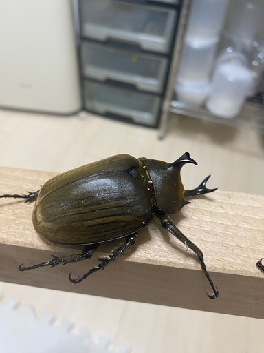 アヌビスゾウカブトペア②
