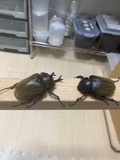 アヌビスゾウカブトペア②
