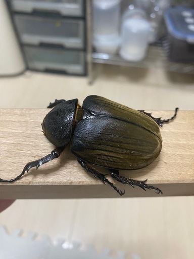 アヌビスゾウカブトペア②
