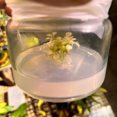 ブセファランドラホワイトの画像