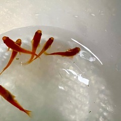 メダカ(紅帝)(こうてい)の画像