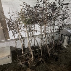 植木　10本の画像