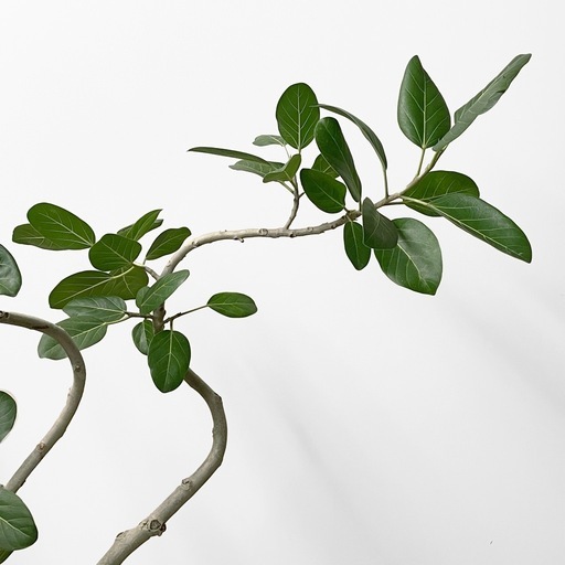 観葉植物 フィカス ベンガレンシス 