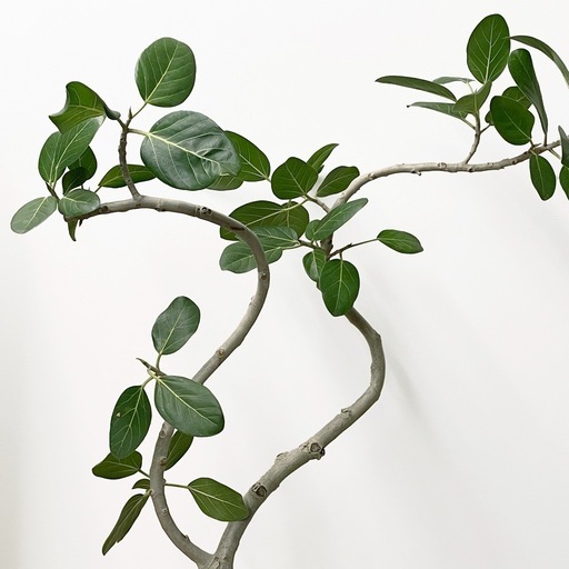 観葉植物 フィカス ベンガレンシス 