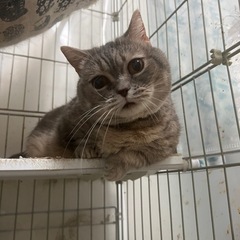 8才短足マンチカン2匹 - 猫