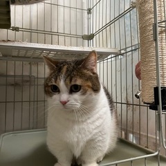 8才短足マンチカン2匹