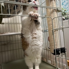 8才短足マンチカン2匹 - 足立区