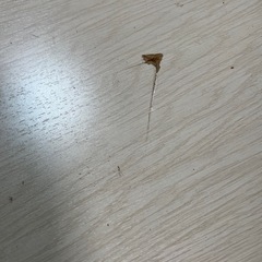 ウッドカーペットの画像