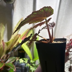 ベゴニア　ノアールディライト　観葉植物　珍しいの画像