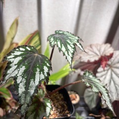 ベゴニア　グリーンディライト　観葉植物　珍しいの画像