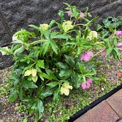 クリスマスローズ大株の画像