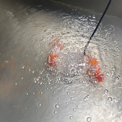 らんちゅう　一舟の画像