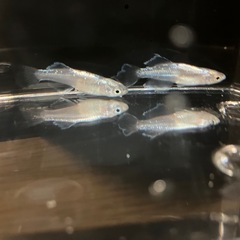 鱗緑メダカ　青蝶クラウンテールの画像