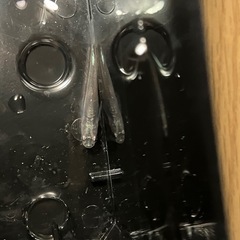 鱗緑メダカ　青蝶クラウンテールの画像