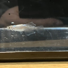 鱗緑メダカ　青蝶クラウンテールの画像