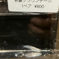 鱗緑メダカ　青蝶クラウンテールの画像