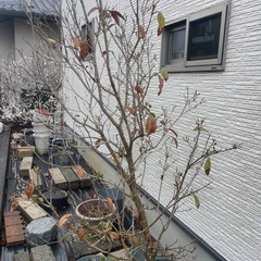 キンモクセイ🌲の画像