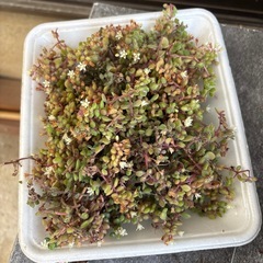 カット苗の画像