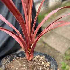 【残り1点】コルジリネ　レッドスター　観葉植物　塊根植物　多肉植物　ビザールプランツ　レアプランツ　ガーデニング　植物　グリーン　趣味　盆栽　葉　花　庭　草　インテリア　おしゃれ　飾り　園芸　の画像