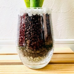 サンスベリア　ローレンティー　観葉植物　ハイドロカルチャーの画像