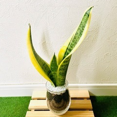 サンスベリア　ローレンティー　観葉植物　ハイドロカルチャーの画像