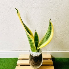 サンスベリア　ローレンティー　観葉植物　ハイドロカルチャーの画像