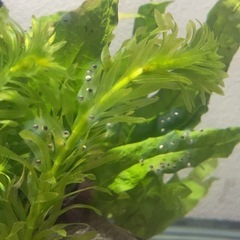 ウーパールーパー卵の画像