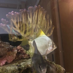 ヒメツバメウオ約10cmの画像