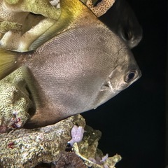 ヒメツバメウオ約10cmの画像