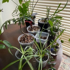 観葉植物いろいろ　13点セットの画像