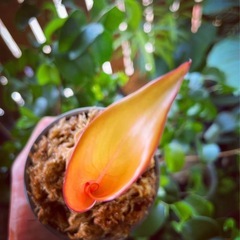 観葉植物いろいろ　13点セットの画像