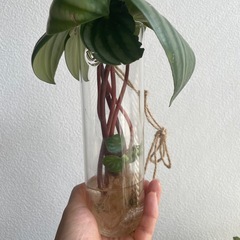 観葉植物いろいろ　13点セットの画像