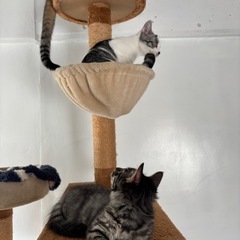 キャットタワー① 
の画像