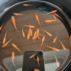 久万楊貴妃　メダカの画像