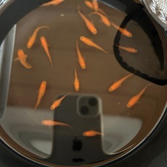 久万楊貴妃　メダカの画像