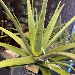 アロエ　　ベラ　特大苗の画像