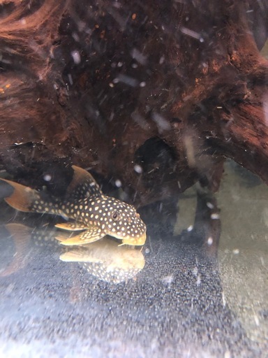 ゴールドエッジマグナム　プレコ　　大型魚　古代魚　熱帯魚　アクアリウム　水槽
