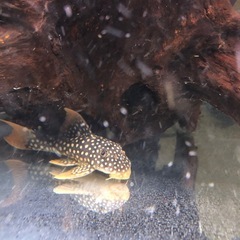 ゴールドエッジマグナム　プレコ　　熱帯魚　アクアリウム　水槽の画像