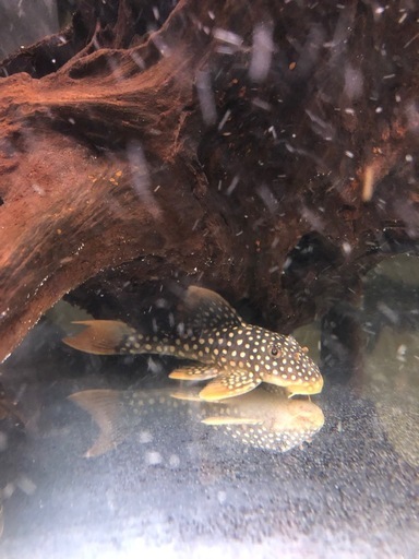 ゴールドエッジマグナム　プレコ　　大型魚　古代魚　熱帯魚　アクアリウム　水槽