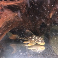 ゴールドエッジマグナム　プレコ　　熱帯魚　アクアリウム　水槽の画像