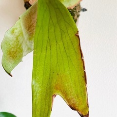 ビカクシダ 板付け 流木活着 すぐ飾れる インテリアグリーンの画像