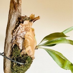 ビカクシダ 板付け 流木活着 すぐ飾れる インテリアグリーンの画像