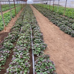 🍠さつまいも苗🍠の画像