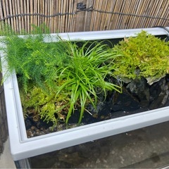 水の流れる滝テラリウム水槽の画像