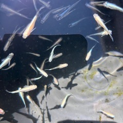 メダカの画像