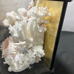 珊瑚礁の置物　オブジェ　インテリアの画像